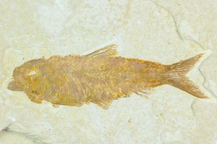 Fossil Fish (Knightia) - Green River Formation #122886